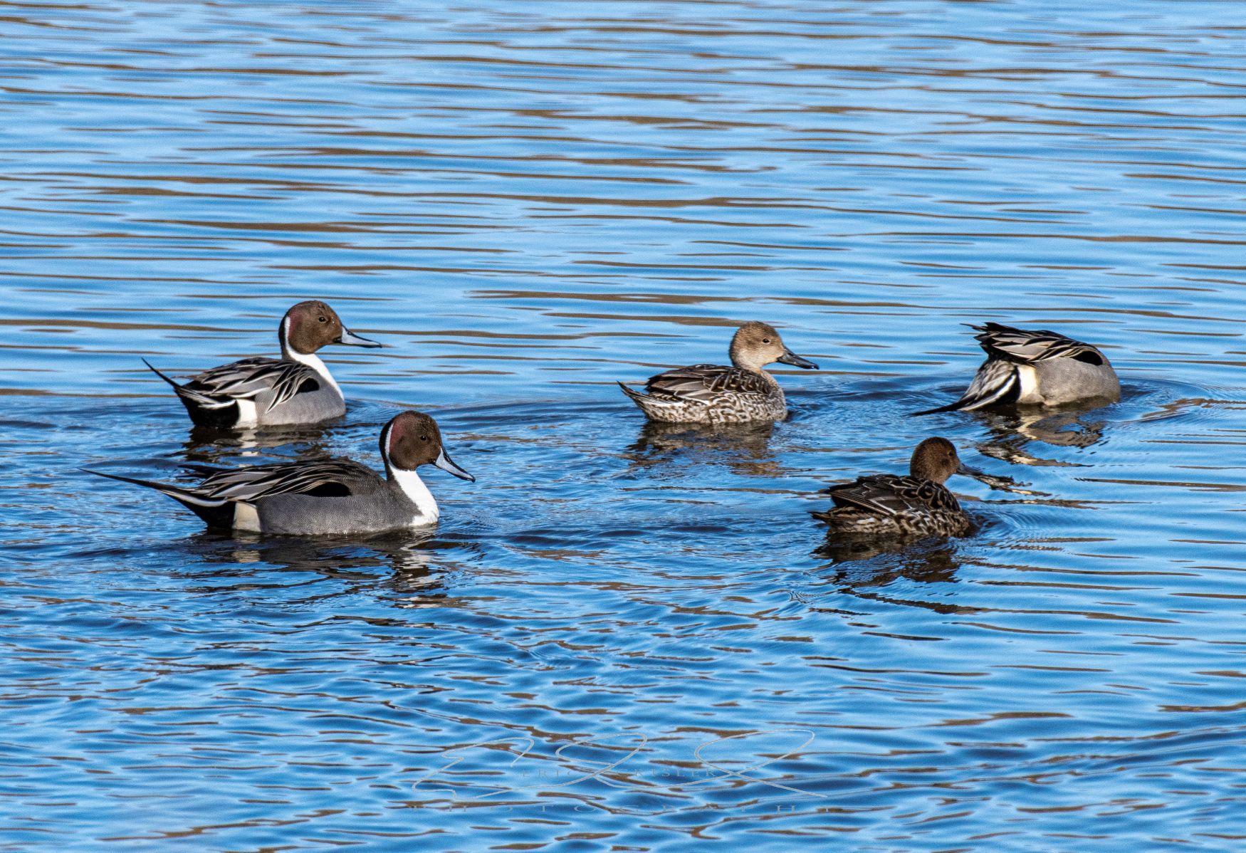 PinTails